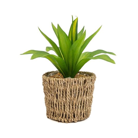 Succulent in Seagrass Basket